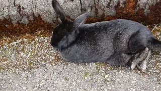 Resting rabbit song