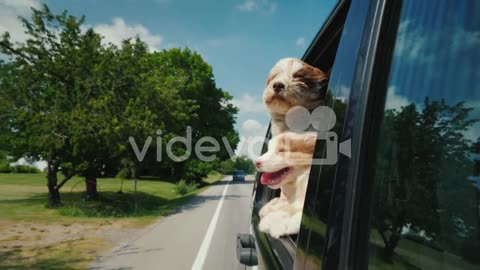 Summer Road Trip In America Two Cute Dogs Peek Out Of A Car