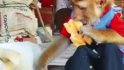Dog and Monkey | dog and monkey funny video