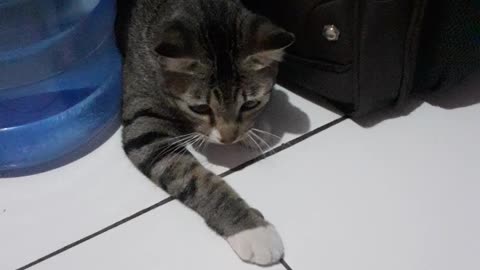 Kucing bermain