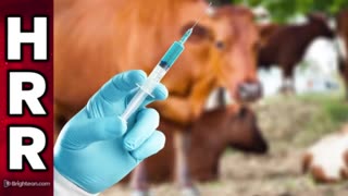 Cattlemen's Group Says NO mRNA VACCINES in U.S.A. Beef (so far)