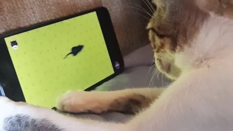 Is My Cat a Gamer? Watch Her Play with Mice