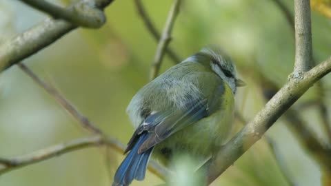 BRILLIANT Blue Tits: Up Close and Personal - Stunning HD Footage (Cyanistes caeruleus)