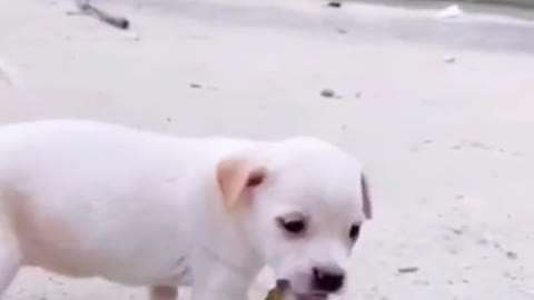 Cute doggy and dragonfly