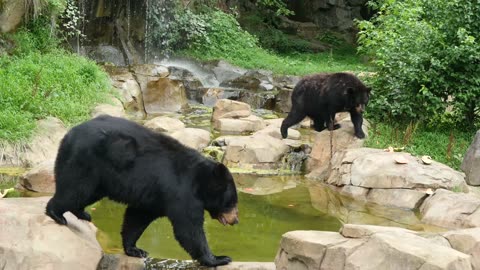 Black Bears Roaming Around Habitat