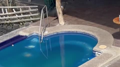 Sea Lion enters in hotel, swims in the pool and steals a man's chair