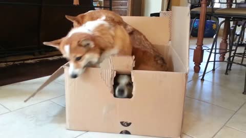 3 corgis and a box