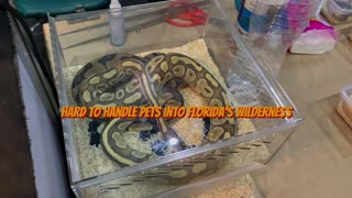 Python Power: The Surprising Journey of Burmese Pythons to Florida