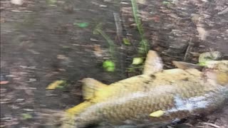 Huge carp