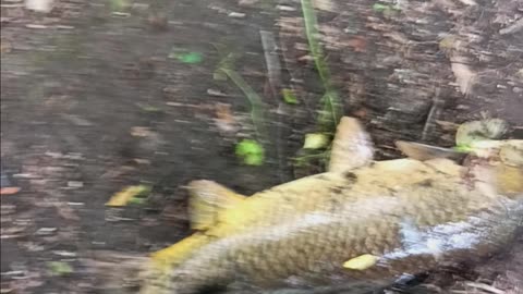 Huge carp