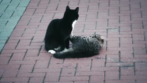 Couple fight ❤️🥺 |cute cats Fighting