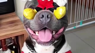 The Funniest American Bully Dogs (not Pit Bulls) Hilarious Dog! America’s Darlings