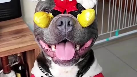 The Funniest American Bully Dogs (not Pit Bulls) Hilarious Dog! America’s Darlings