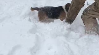 Old Bassett Hound’s legs are too short for the deep snow