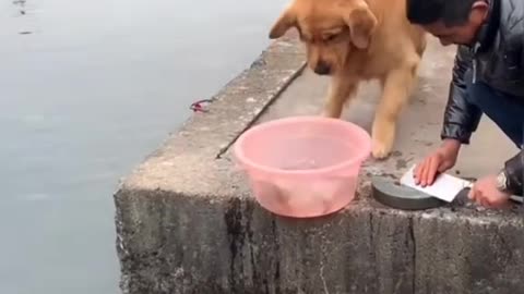 Kind dog saving the life of fishes.