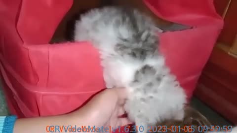 Persian kittens #catvideooftheday #kitten #lovecats #funnycat #playingcats #funnycatvideos #purr