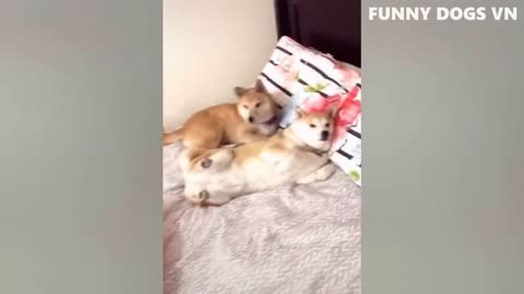 Funniest Animals Video Funny Dogs And Cats