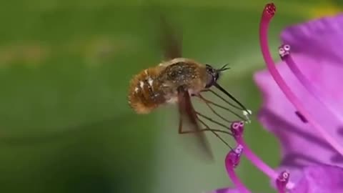 Buzzing Beauties: Discover the Secret Lives of Bee Flies