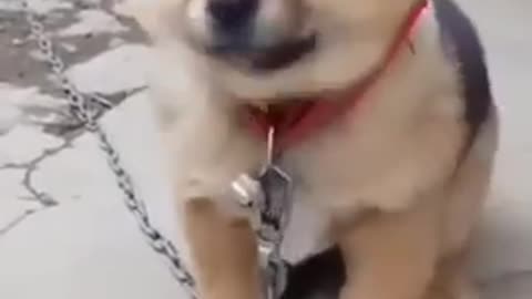 Dog cute voice