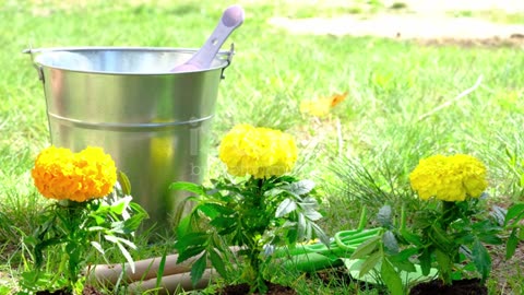 Yellow and orange marigold seedlings with roots