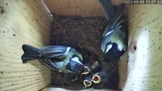 Feeding tit chicks