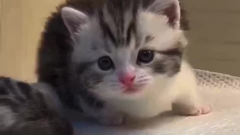 cute cat