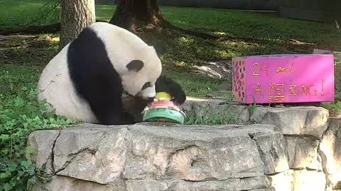 Giant Panda Mei Xiang's 24th Birthday