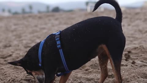 funny dog digging hole