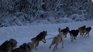 Husky Dog Sledding & Mushing Experience in December in Fairbanks, Alaska