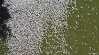 STARVATION CATALYST: MILLIONS OF DEAD FISH KILLED IN LATEST FISH GENOCIDE (DARLING RIVER AUSTRALIA)