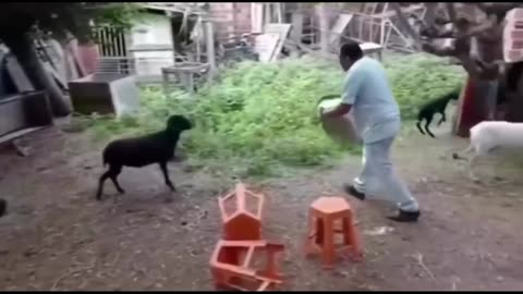 FUNNY VIDEOS ( THE G.O.A.T.)