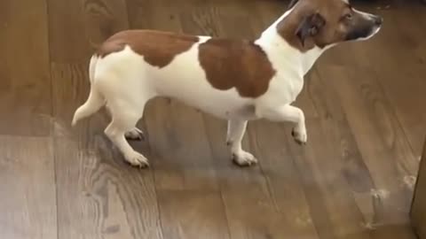 A funny dog thinks that moving means blind