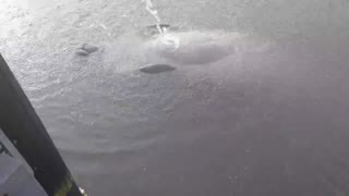 Manatee turns over and enjoys belly scratch from water hose