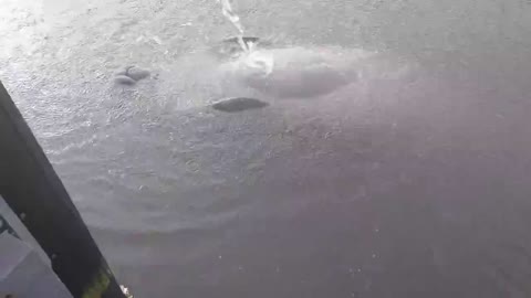 Manatee turns over and enjoys belly scratch from water hose