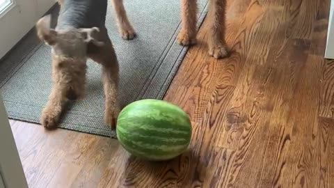 Scary watermelon