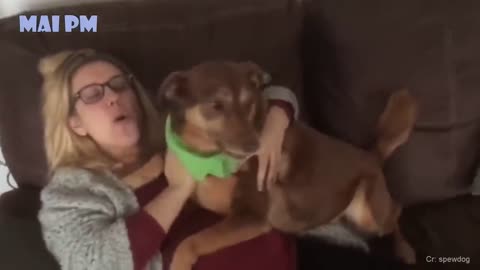 Dogs protecting Pregnant Women Videos