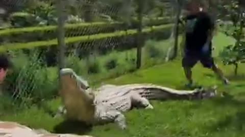 Crocodile