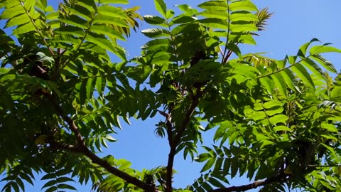 GROWING A LUSH JUNGLE IN A COMPACT GARDEN | HOME HACKS & REMEDIES