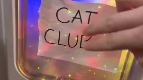 Cat -- club -- shorts -- video 😎😎