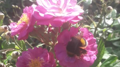 Huge bumblebee and flower