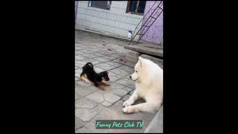 Funny animals