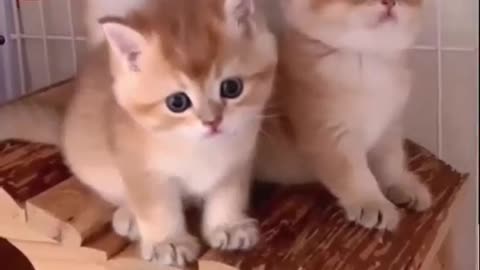 Funniest Videos 2023 😂 Funny Cats 🐱 #cute #cat #short