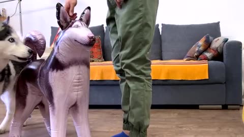 Dogs and Cats' Reactions at the Sight of a Fake Husky