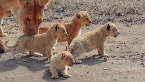 Cute Lion Cubs Taking Fresh Air