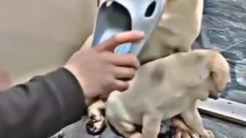 top 10 best mother dog stand up to protect her little one (in 2023)