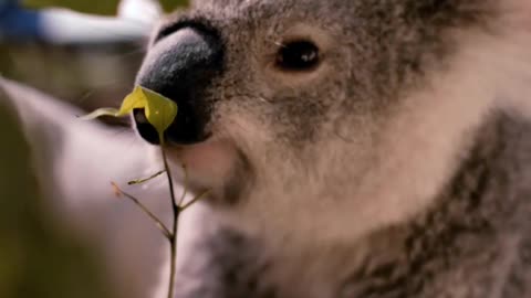 Amazing koala 🐨 eating leaves from branch 🔥