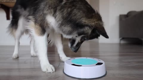 My Husky Destroys New Cat Toy