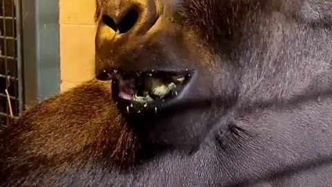 Listen to this happy gorilla eating broccoli! #silverback #gorilla #asmr #mukbang #eating #animals
