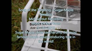 Song of the Traveling Sugar Maple Tree Seedling 9 16 2019