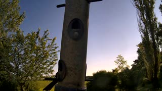 from the feeder : redwing blackbird